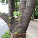 대남로 Daum카페