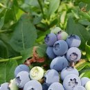 월악산자연농장 이미지