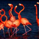 플라밍고 이미지