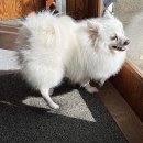 안녕댕댕이 이미지