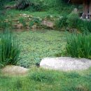 연못이 있는 집 이미지