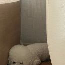 도그비숑 | 부천 신중동 강아지 미용실 추천 도그아모르 비숑 미용 두 번째 후기