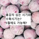 홍산농장 | 홍감자 지금 심어도 될까: 장마 전에 수확하려면?