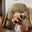 몽이묭실 이미지