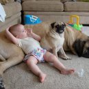 버팔로 동물병원 이미지