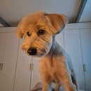 젤리펫살롱 with 아로마 이미지