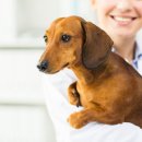 리치펫동물병원 이미지