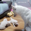 쌀통닭문덕점 | 공습경보 공습경보🚨⛑️🆘