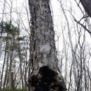 황금버섯 이미지