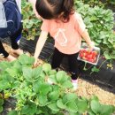 오가닉빅마트운암점 이미지