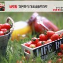 옥산농장 | 방울토마토 농장 청주 옥산방토팜 체험 후기