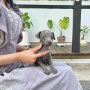 오독안심분양센터 강아지분양 고양이분양 광주점 이미지