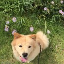 누가꽃이개 이미지