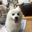 제퍼니즈