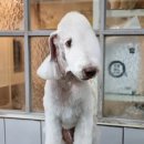 하트애견미용실 이미지