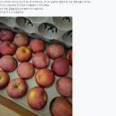 미색단장 | [공지] 2025 부사사과 수확 못난이사과 5kg 판매 개시