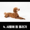 댕댕이 목욕탕 이미지