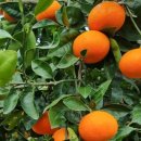 황금향 포장하느라ᆢ 이미지