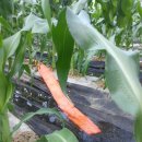 어부네농장 이미지