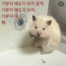 산수차와호프 | 습작