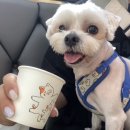 부곡동물병원 이미지