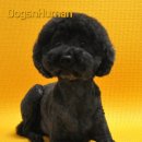 독스앤휴먼 이미지