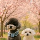 도톨그루밍 네이버블로그