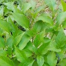 광령초등학교 병설유치원 이미지