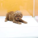 도그블랑 이미지