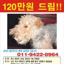 달폭스