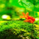 花無十日紅 이미지