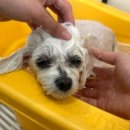 꾸니베어 이미지