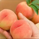 정의농장 | [교육 후기] 생성형 AI로 날개 단 경산 정정농장, 디지털 농부로 거듭나다