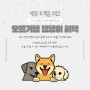 깔끔하개 이미지