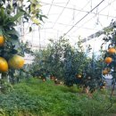 현승농장 이미지