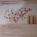 마제스헤어