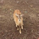 경기북부야생동물구조관리센터 이미지