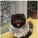 펫러버 그루밍 이미지