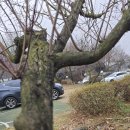 널븐뜰 Daum카페