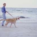 강아지산책 이미지