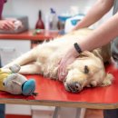 티앤디 동물병원 이미지