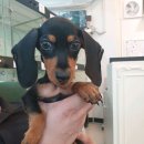 컴투펫 위탁보호센터 인천점 | 인천 부평구 갈산동 애견호텔 컴투펫위탁보호센터 인천본점 비용 시간 위치