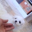 강아지분양애견말티즈푸들포메고양이분양
