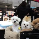 멍멍왈왈 이미지