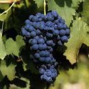 Aglianico (알리아니코) 의인화 : Oenotria의 신 이미지