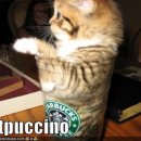 캣푸치노 이미지