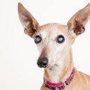 모양동물병원 이미지