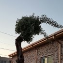 대구청과시장 이미지