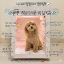 강아지 드라이룸 붐펫 단델리온 털말리기 편한 애견 펫드라이룸 2주 관리 후기