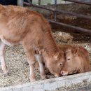 쌍둥이축산 이미지